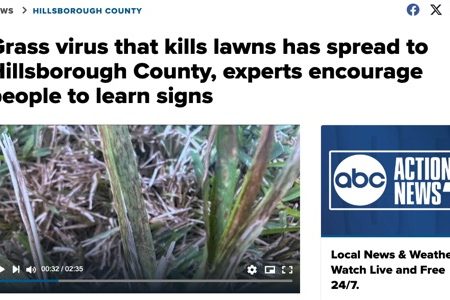 Grass virus affecting lawns in Hillsborough County, emphasizing the need for awareness and identification of signs.